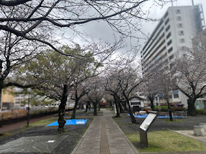 桜